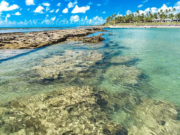 Praia de Maragogi